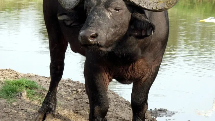 Yup, that's a buffalo bladder in front of Annie!